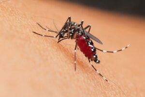 Dengue: Cos\’è e come prevenire il Virus Trasportato dalla Zanzara Aegypti
