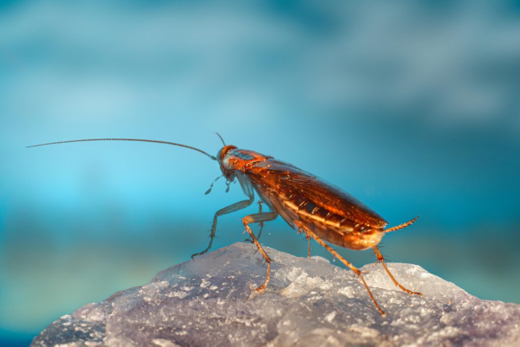 Detailed close-up of a German cockroach on a reflective surface against a blue background.